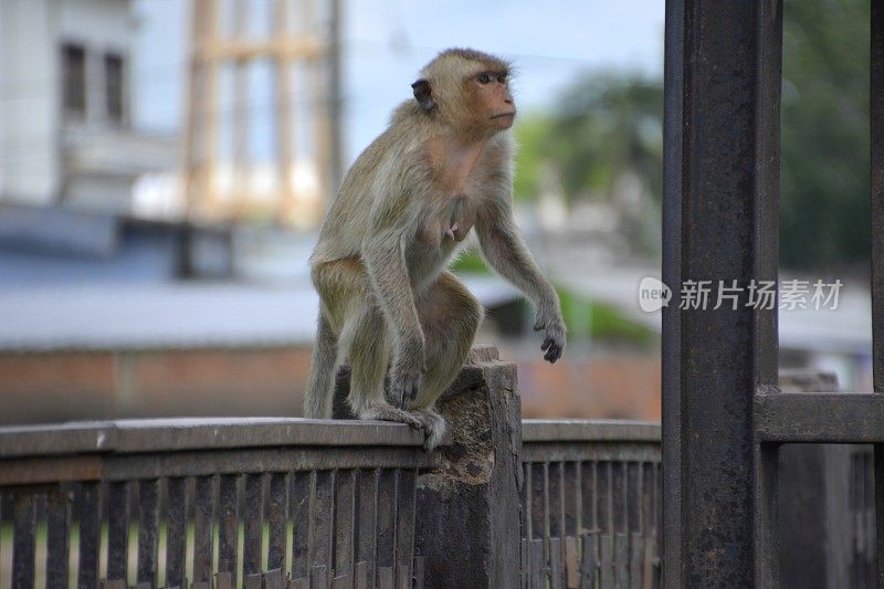 华富里猕猴和 Prang Sam Yot 寺